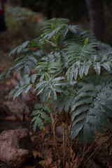 Melianthus major