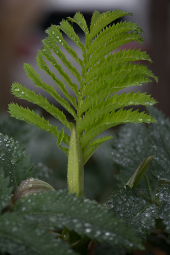 Melianthus major