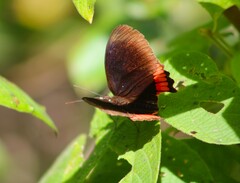 Biblis hyperia