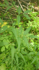 Vicia venosa