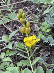 Senna italica arachoides