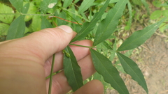 Vicia venosa