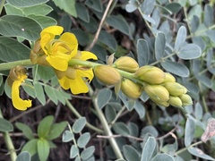 Senna italica arachoides