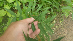 Vicia venosa