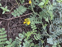 Senna italica arachoides