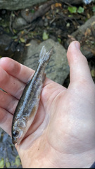 Hesperoleucus symmetricus