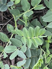 Senna italica arachoides
