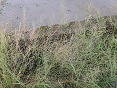 Eleusininae