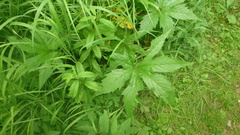 Filipendula palmata