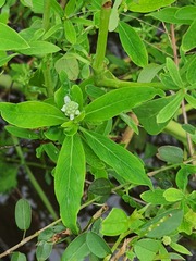 Sphenoclea zeylanica