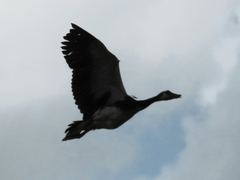 Plectropterus gambensis