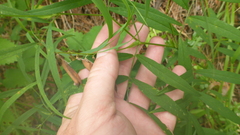 Vicia venosa