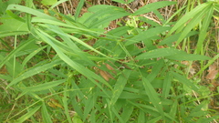 Vicia venosa