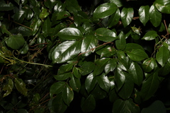 Pandorea baileyana