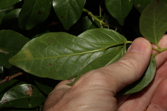 Pandorea baileyana