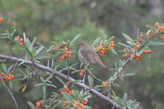 Erithacus rubecula rubecula
