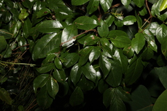 Pandorea baileyana
