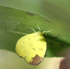 Eurema andersoni