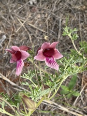 Dicerocaryum senecioides