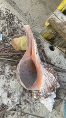 Triplofusus giganteus