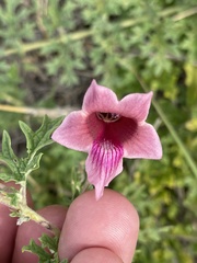 Dicerocaryum senecioides