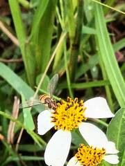 Episyrphus