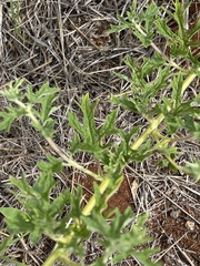 Dicerocaryum senecioides