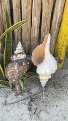 Triplofusus giganteus