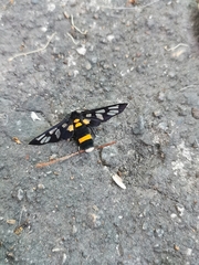 Amata sperbius