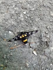 Amata sperbius