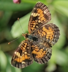 Phyciodes phaon phaon