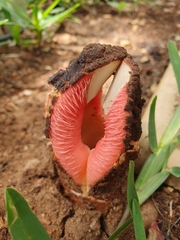 Hydnora