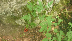 Actaea erythrocarpa