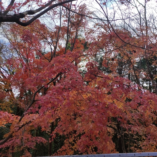 Acer palmatum