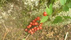 Actaea erythrocarpa
