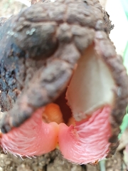 Hydnora