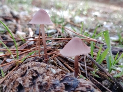 Mycena seynii