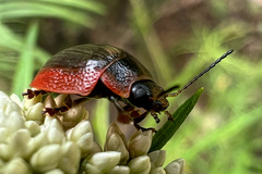 Paropsisterna agricola