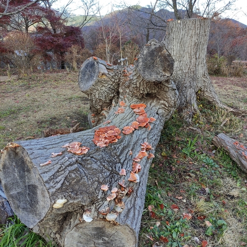 観察された菌類