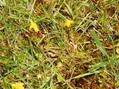 Hypericum pusillum