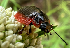 Paropsisterna agricola