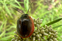 Paropsisterna agricola