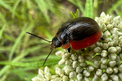 Paropsisterna agricola