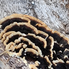 Trametes versicolor