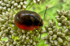 Paropsisterna agricola
