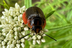 Paropsisterna agricola