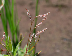 Persicaria decipiens