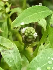 Sphenoclea zeylanica