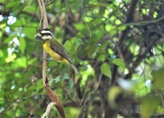 Falcunculus frontatus