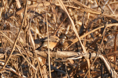 Lanius bucephalus